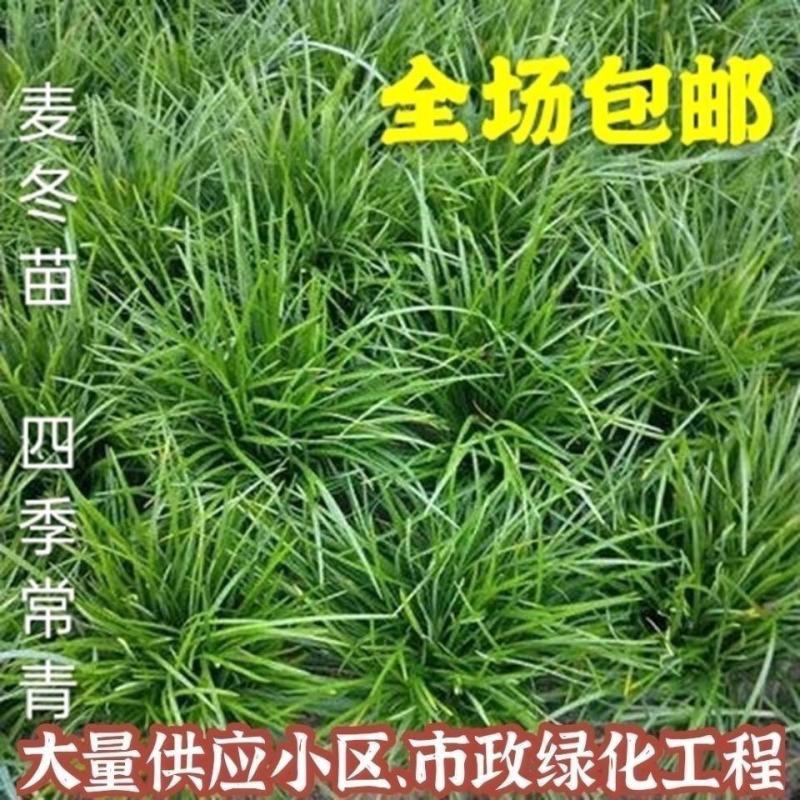 小叶麦冬绿化工程苗，量大可以走整车，欢迎各位老板联系咨询