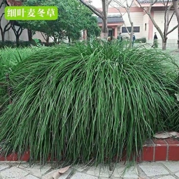 小叶麦冬绿化工程苗，量大可以走整车，欢迎各位老板联系咨询