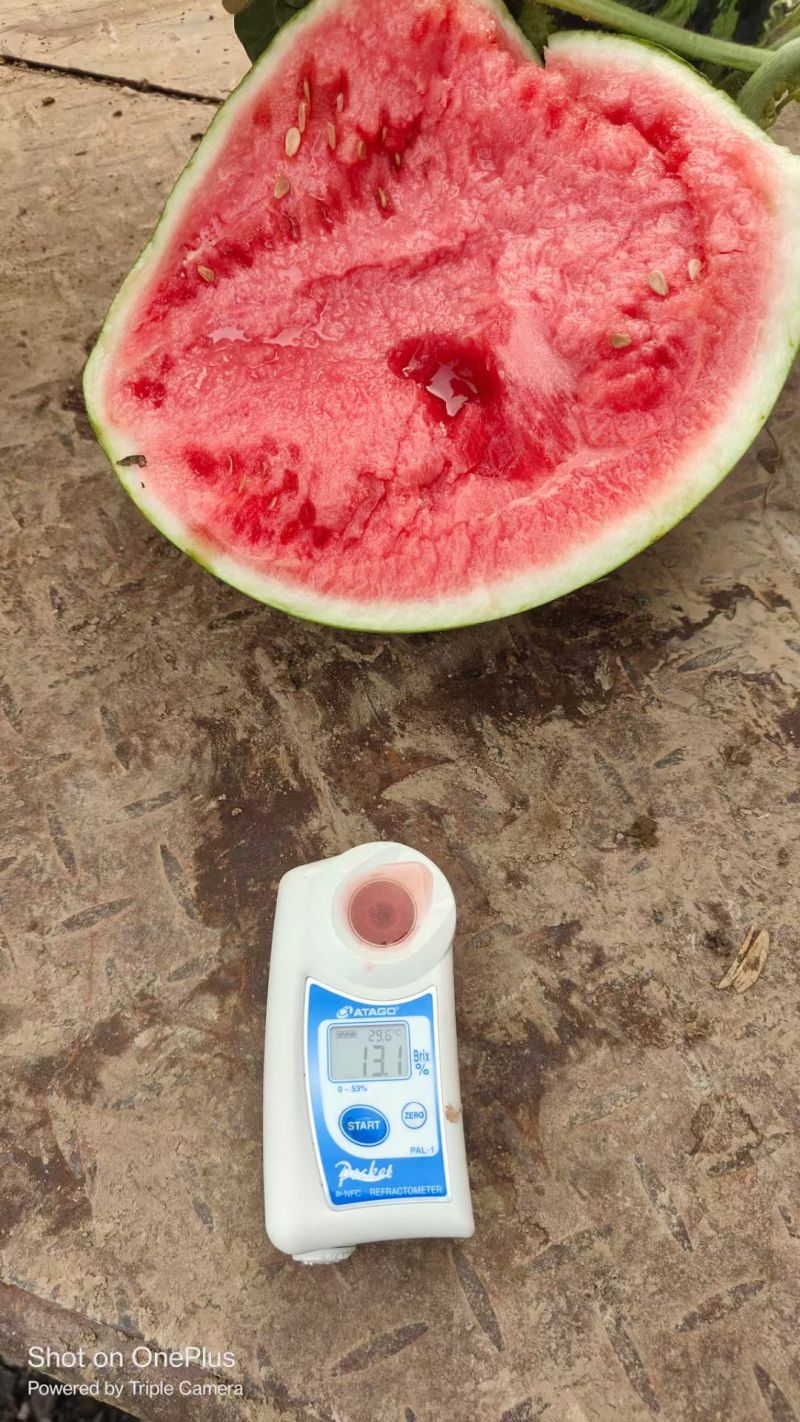 【优选】精品美都西瓜种植基地现摘现发头茬八成熟对接全国