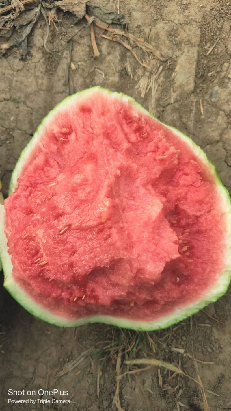 【优选】精品美都西瓜种植基地现摘现发头茬八成熟对接全国