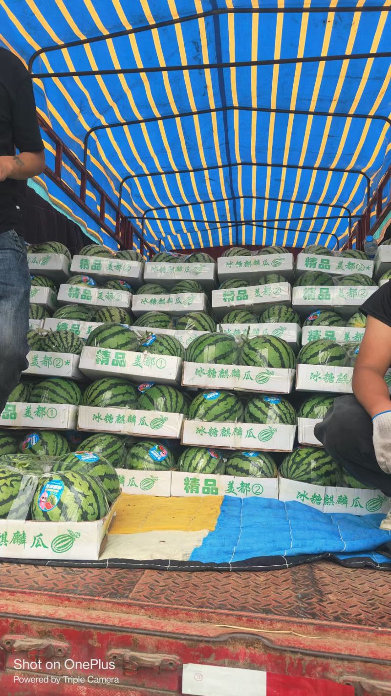 【优选】精品美都西瓜种植基地现摘现发头茬八成熟对接全国
