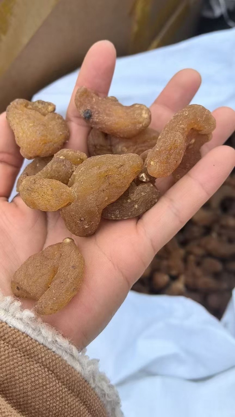 鸡头黄精姜型黄精批发各种黄精规格齐全量大价优