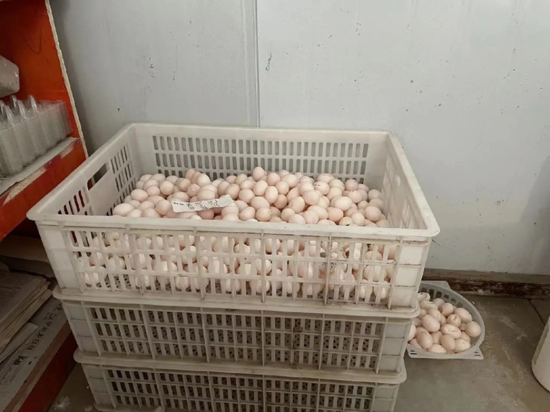 养殖厂批发零售鸽子蛋支持一件代发。