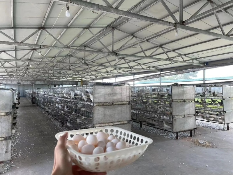 养殖厂批发零售鸽子蛋支持一件代发。