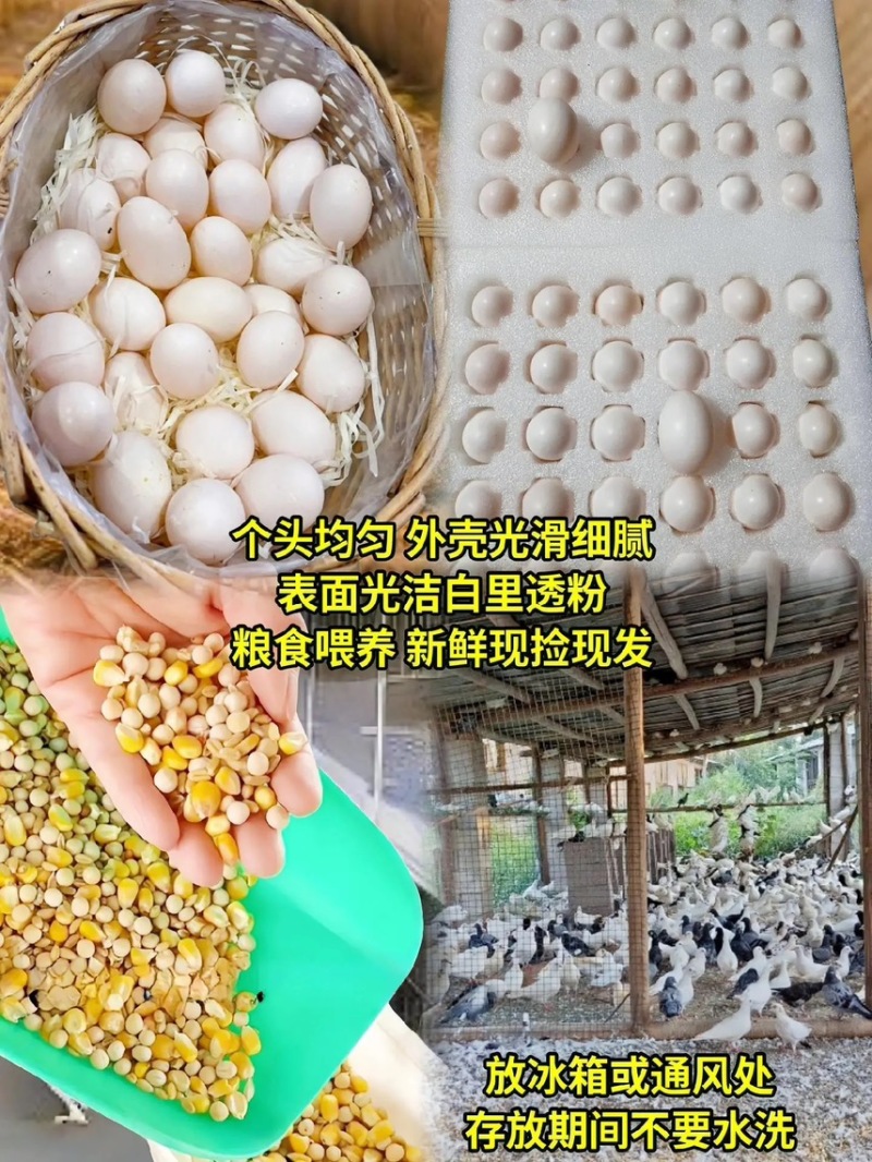 养殖厂批发零售鸽子蛋支持一件代发。