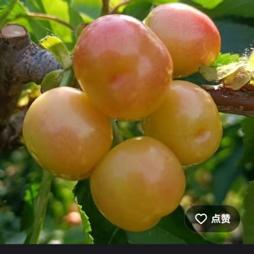 大樱桃