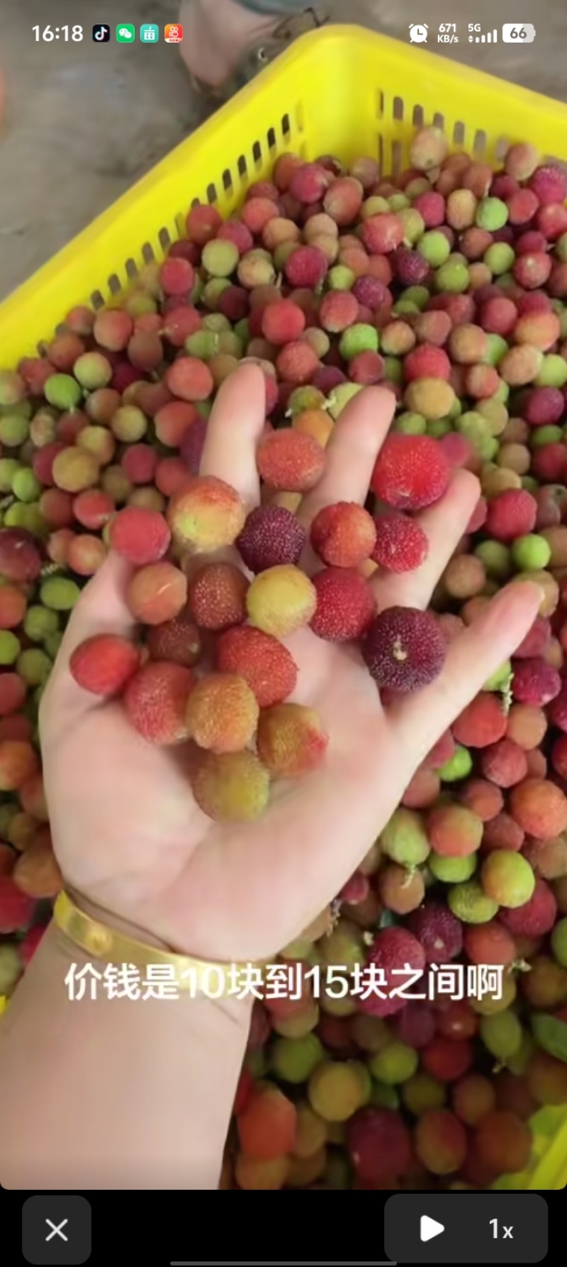 直采红果/奶茶果/榨汁/深加工果