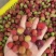 直采红果/奶茶果/榨汁/深加工果