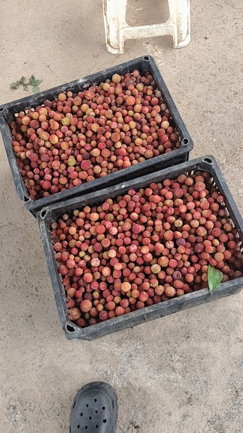 直采红果/奶茶果/榨汁/深加工果
