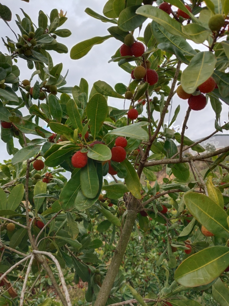 直采红果/奶茶果/榨汁/深加工果