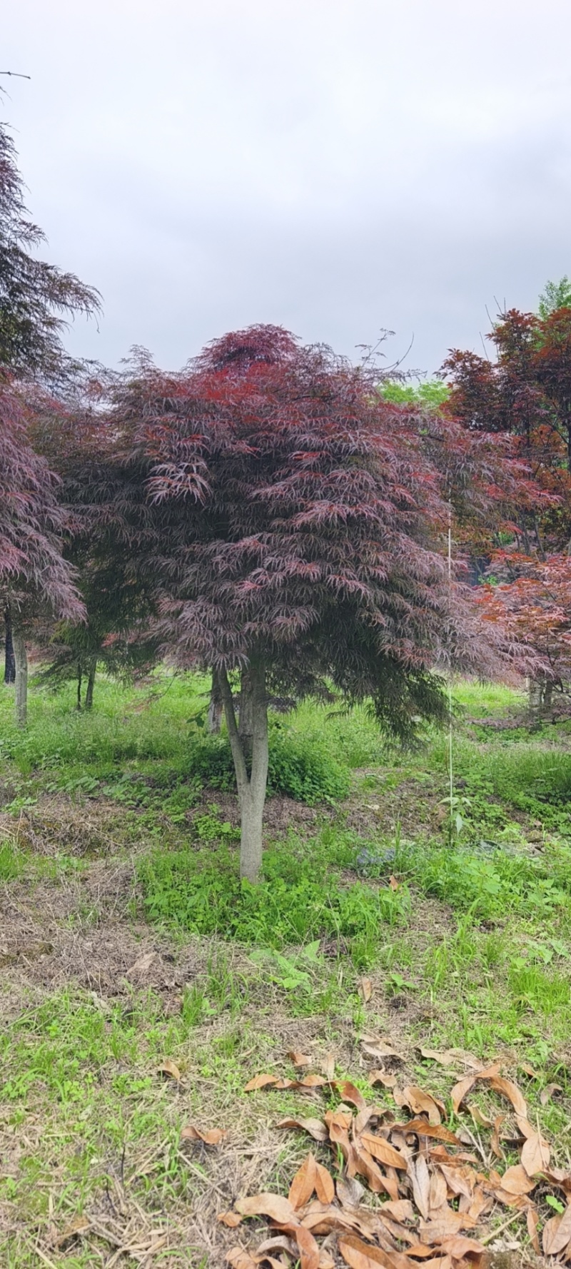 石榴红羽毛枫