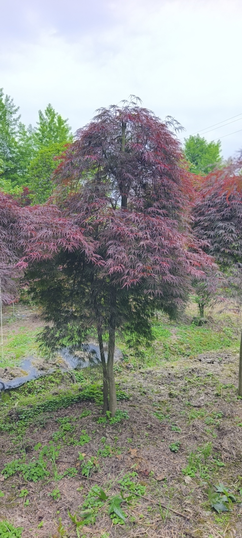 石榴红羽毛枫