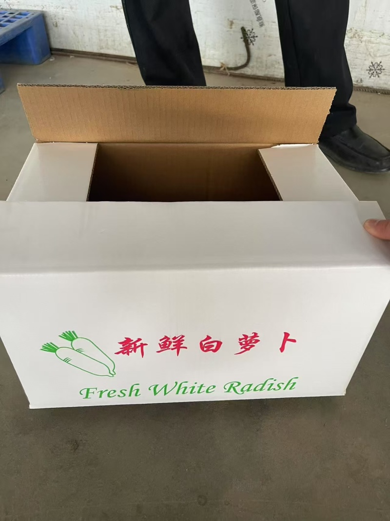 湖北春季白萝卜现采现发可出口可代办不糠心不空心