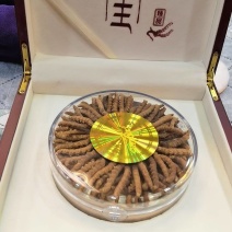 虫草（鲜草，干草）