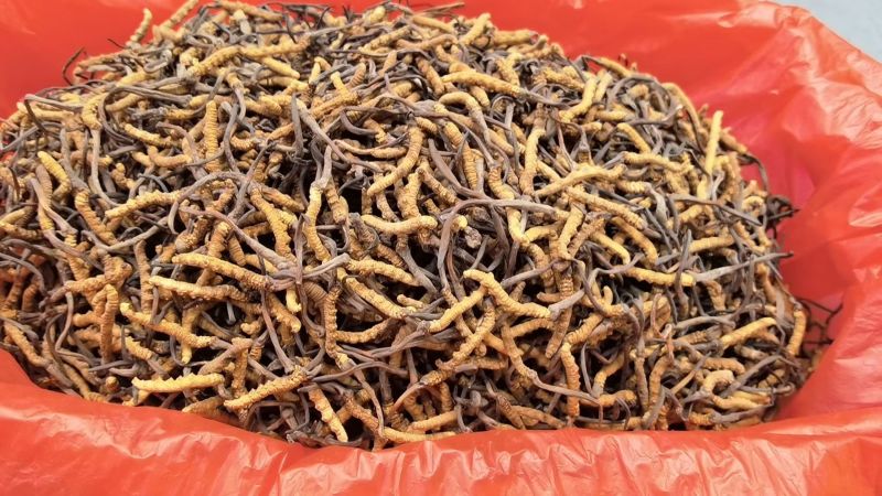虫草（鲜草，干草）