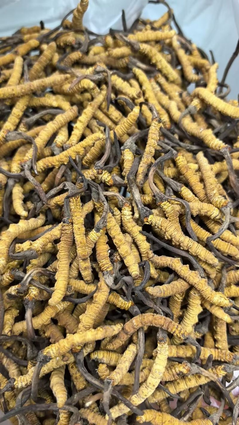 虫草（鲜草，干草）
