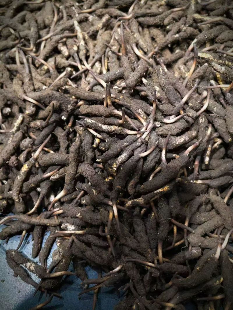 虫草（鲜草，干草）