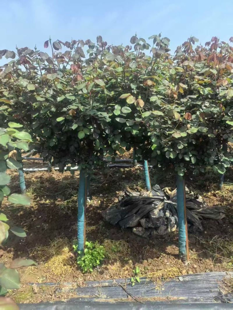 树桩月季，基地直发！全国发货，量大从优