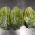 新鲜小野笋尖