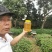 梅妃故里，贵妃**，纯正封盖成熟2026年新出荔枝蜜