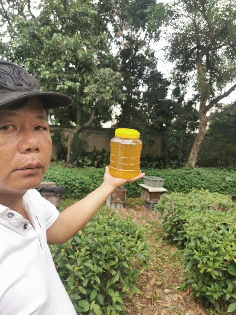 梅妃故里，贵妃**，纯正封盖成熟2026年新出荔枝蜜