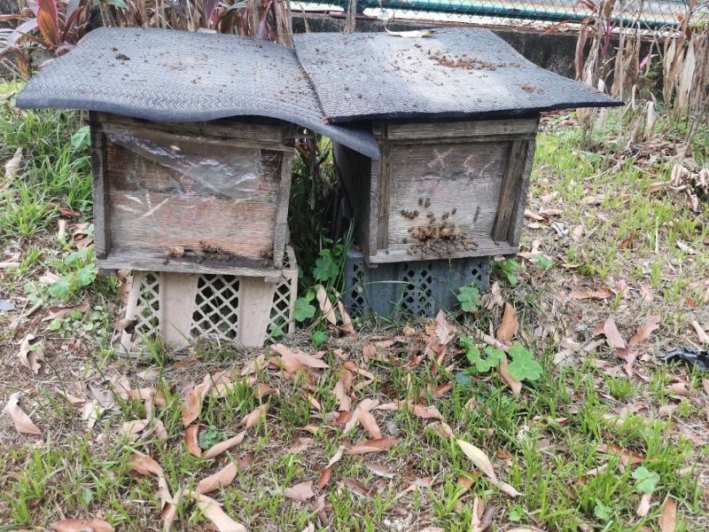 梅妃故里，贵妃**，纯正封盖成熟2026年新出荔枝蜜