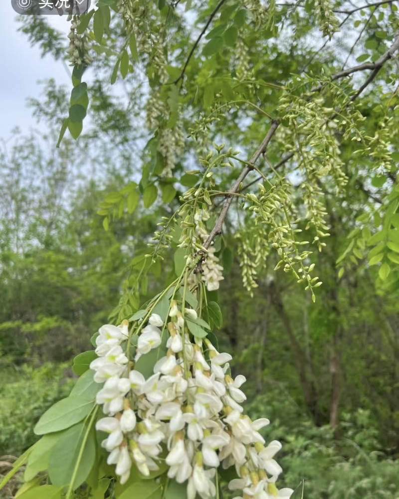 【洋槐花】河南洋槐花/新鲜洋槐花/现摘现发精选好货