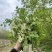 【洋槐花】河南洋槐花/新鲜洋槐花/现摘现发精选好货