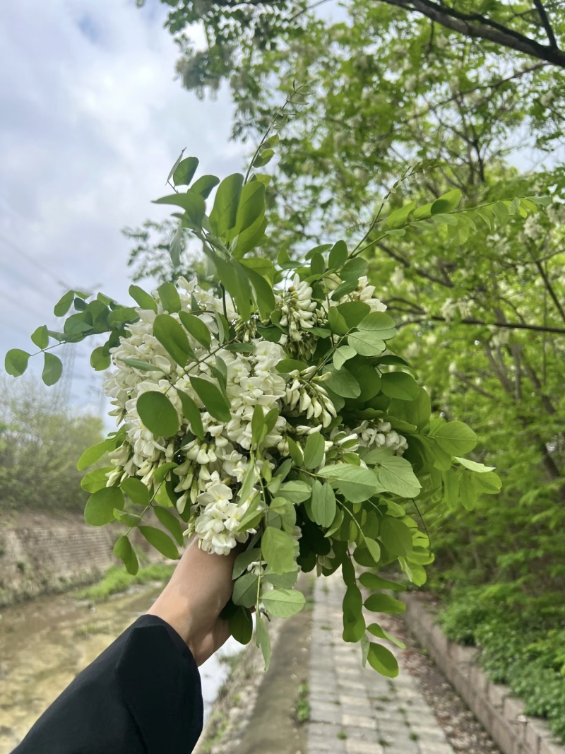 【洋槐花】河南洋槐花/新鲜洋槐花/现摘现发精选好货