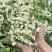 【洋槐花】河南洋槐花/新鲜洋槐花/现摘现发精选好货