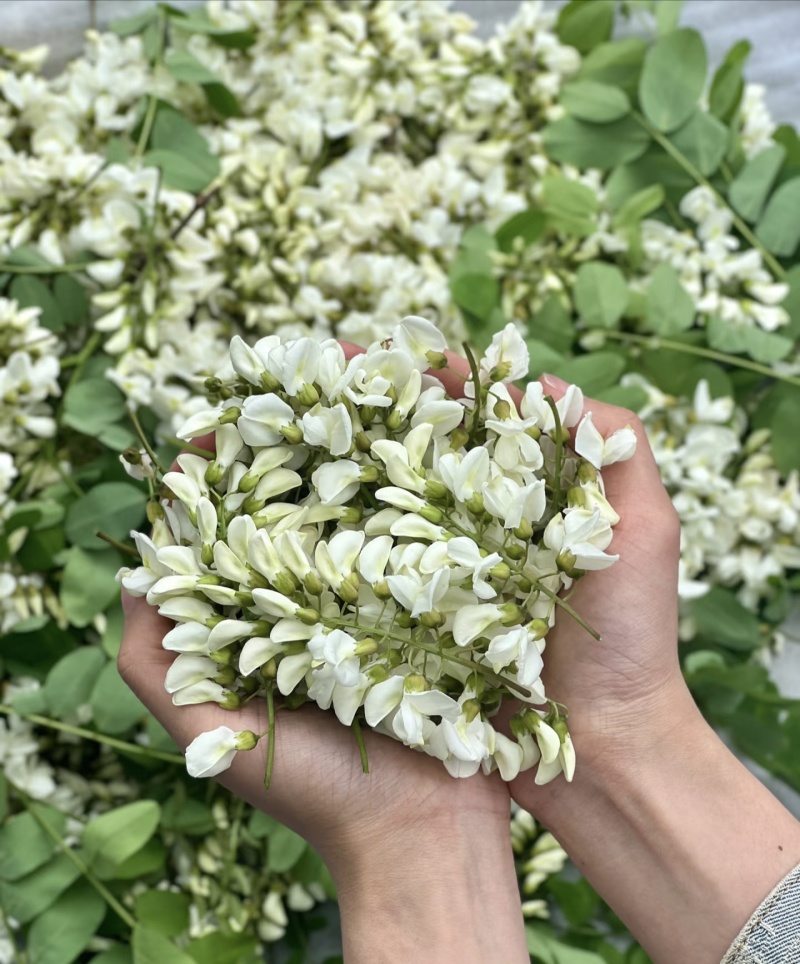【洋槐花】河南洋槐花/新鲜洋槐花/现摘现发精选好货