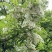 【洋槐花】河南洋槐花/新鲜洋槐花/现摘现发精选好货