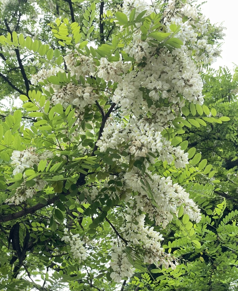 【洋槐花】河南洋槐花/新鲜洋槐花/现摘现发精选好货
