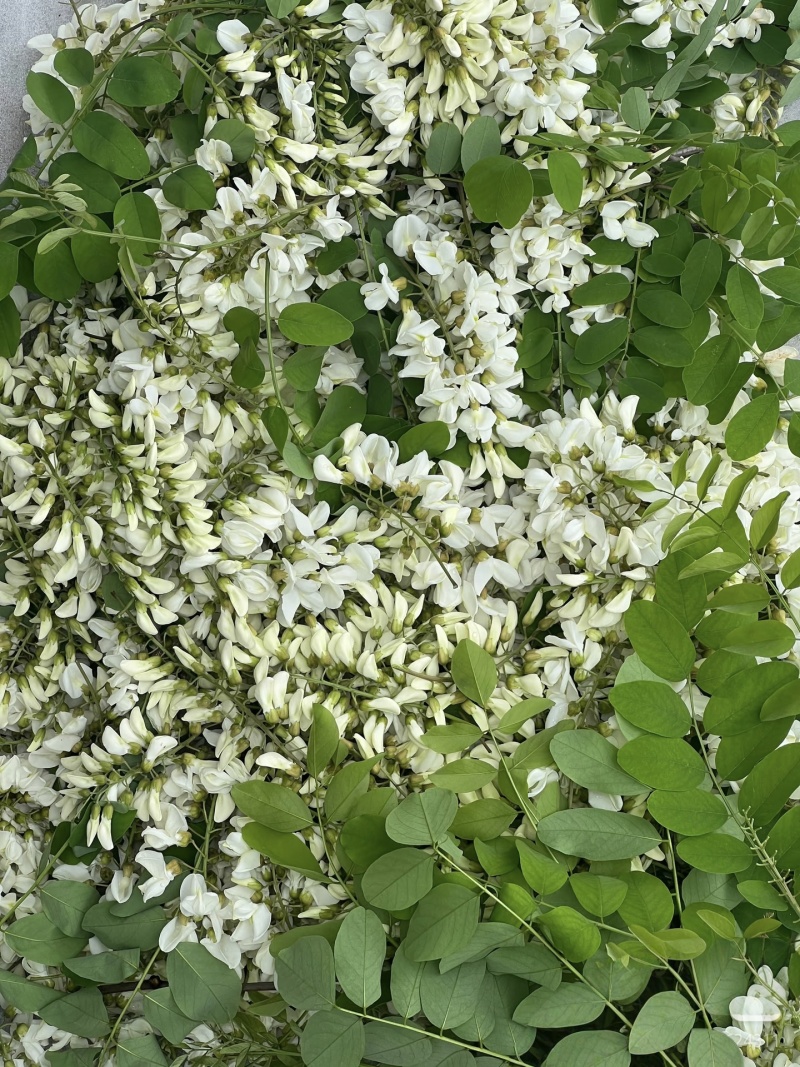 【洋槐花】河南洋槐花/新鲜洋槐花/现摘现发精选好货