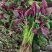 拾甸种红苋菜种子梗嫩脆口感好软糯花红苋菜种子叶椭尖形苋菜