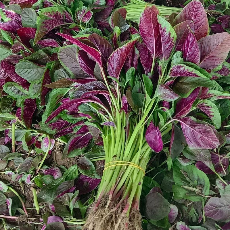 拾甸种红苋菜种子梗嫩脆口感好软糯花红苋菜种子叶椭尖形苋菜