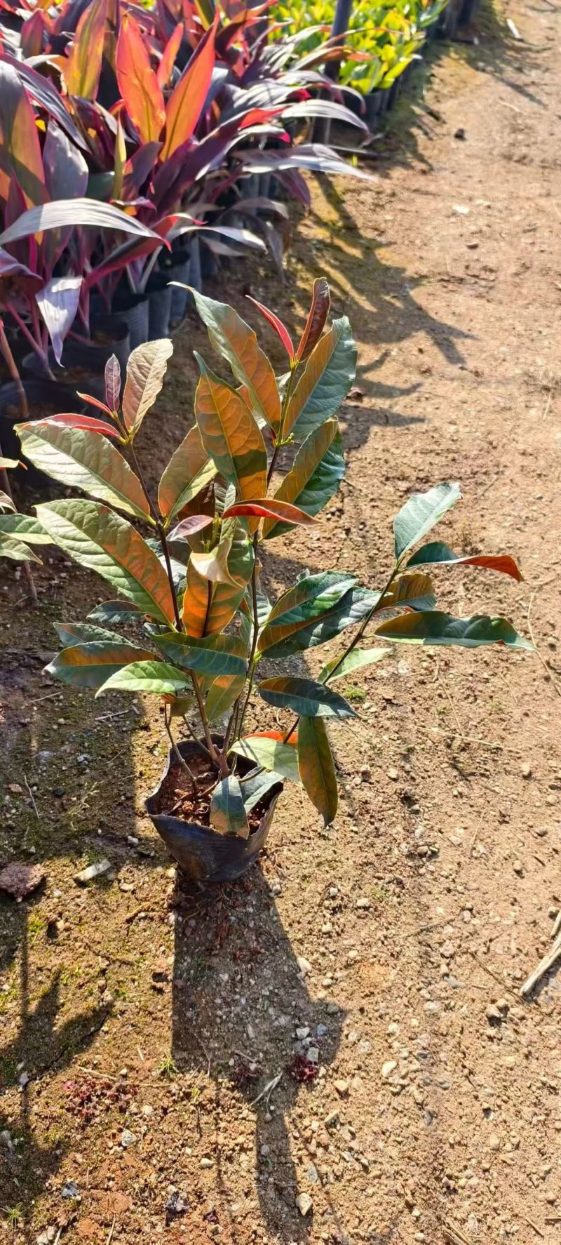 七斤红背桂，大量低价出售，