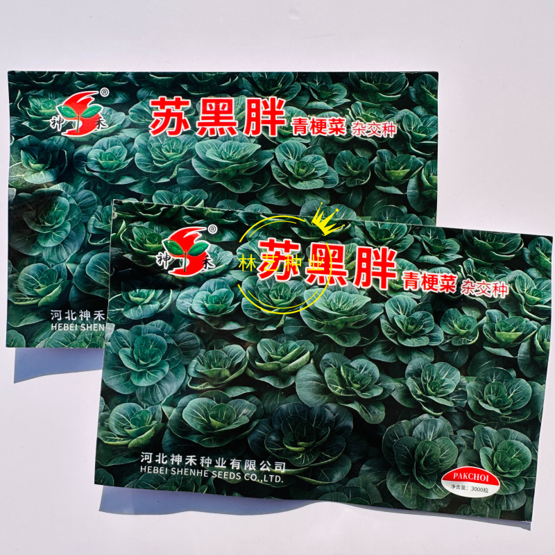 苏黑胖苏州青种子口感好黑绿肥厚高产抗病商品性佳农家秋季播