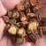秦岭山非种植丹参一级农家深山丹参段南丹参可磨粉粉500g