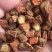 秦岭山非种植丹参一级农家深山丹参段南丹参可磨粉粉500g
