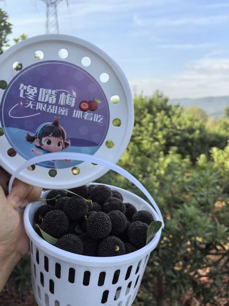 云南高山荸荠小黑炭杨梅
