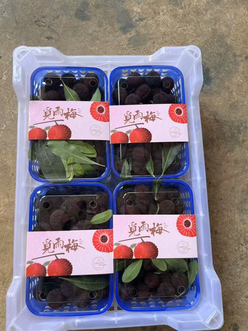 云南高山荸荠小黑炭杨梅