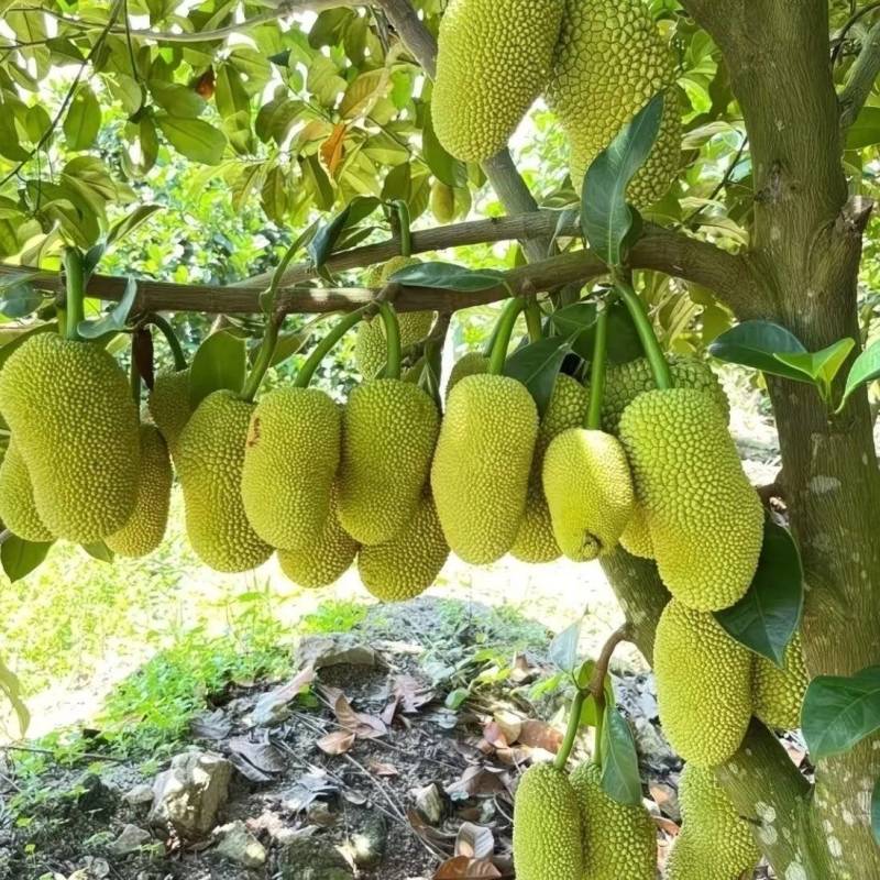 海南榴莲蜜批发全国发货