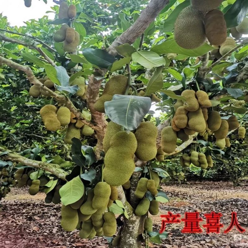 海南榴莲蜜批发全国发货