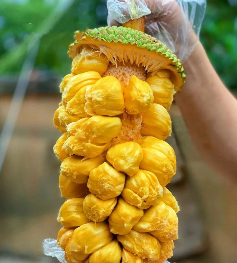 海南榴莲蜜批发全国发货
