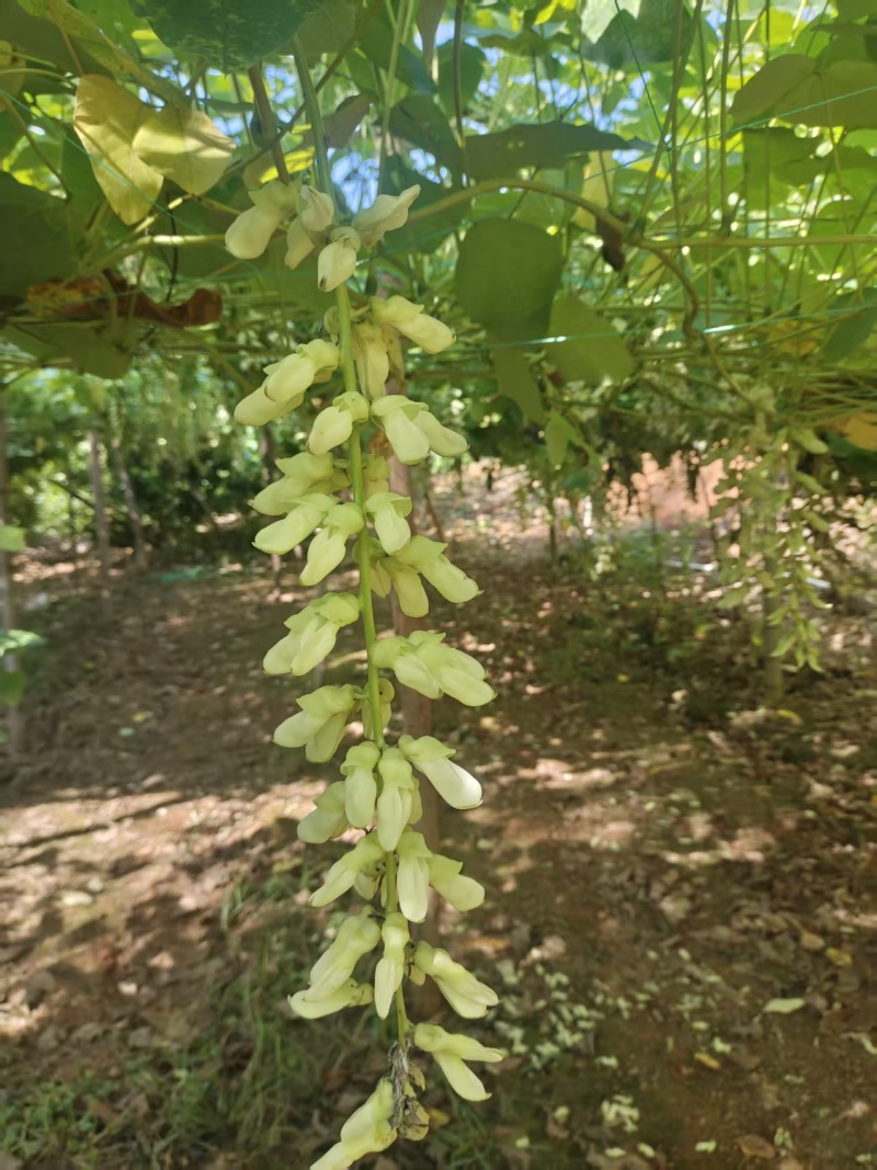 狗爪豆、猫爪豆大量现货供应，产地直供，质量保证，价格美丽