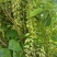 狗爪豆、猫爪豆大量现货供应，产地直供，质量保证，价格美丽