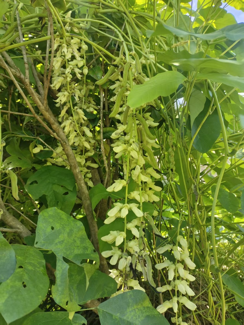 狗爪豆、猫爪豆大量现货供应，产地直供，质量保证，价格美丽