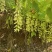 狗爪豆、猫爪豆大量现货供应，产地直供，质量保证，价格美丽