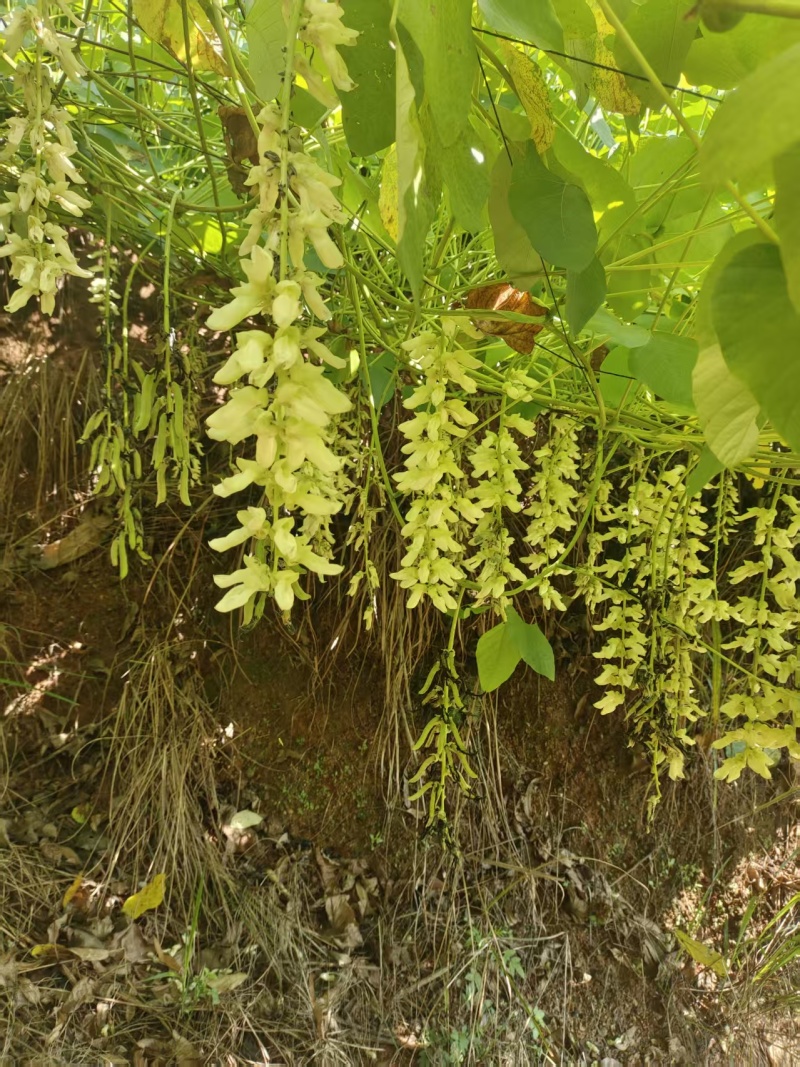 狗爪豆、猫爪豆大量现货供应，产地直供，质量保证，价格美丽